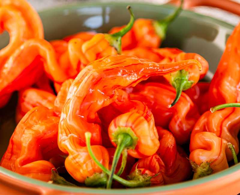 Chilli Pepper 'Sugar Rush Stripey' from £7.99