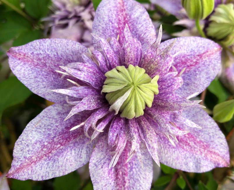 Clematis 'Minamo-no-Yousei' from £14.99