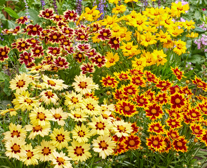 Coreopsis 'Solar Collection' from £9.99