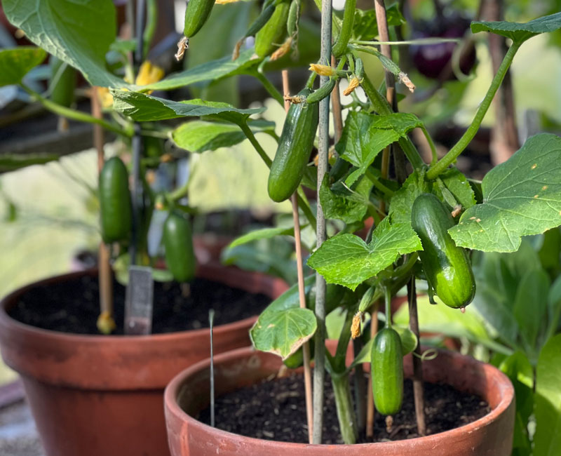 Cucumber 'Quick Snack' from £16.99