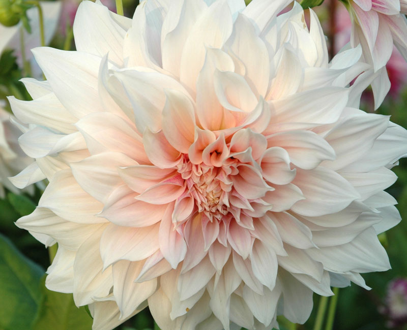 Dahlia 'Cafe Au Lait' from £14.99