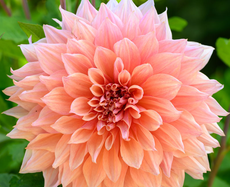 Dahlia 'Mango Madness' from £22.99