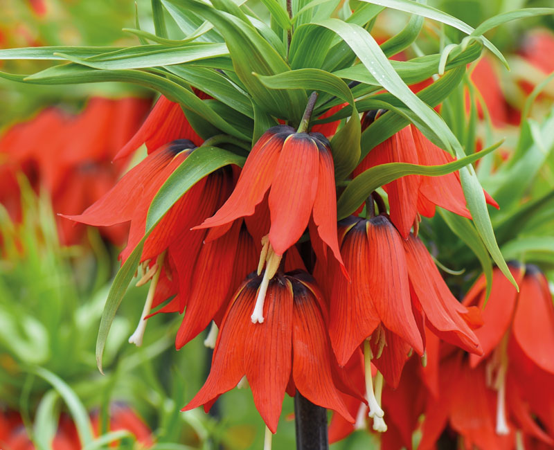 Fritillaria imperialis 'Red' from £14.99