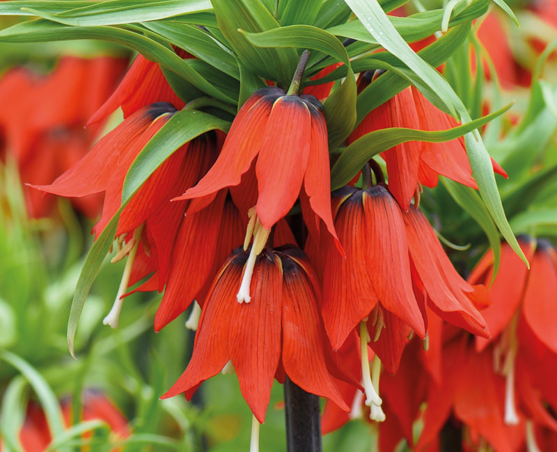 Fritillaria imperialis 'Red' from £14.99