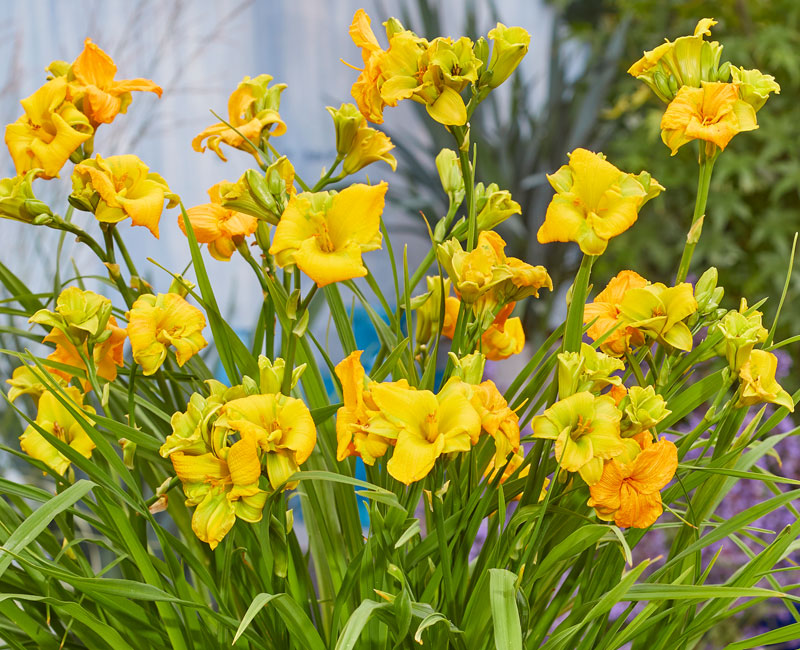 Hemerocallis 'See You Tomorrow' from £9.99