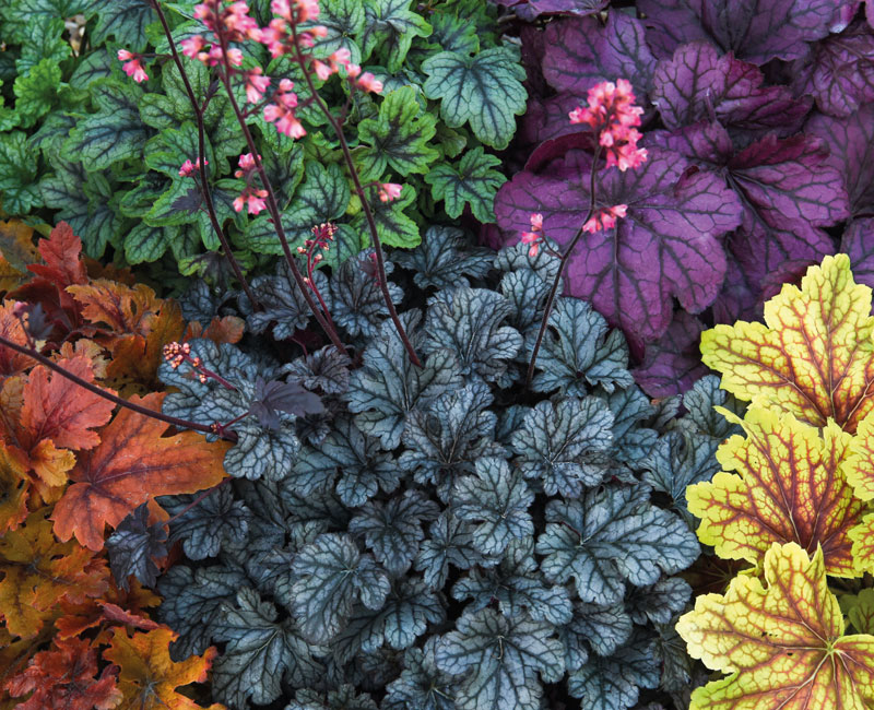 Heuchera 'Mosaic' from £19.99