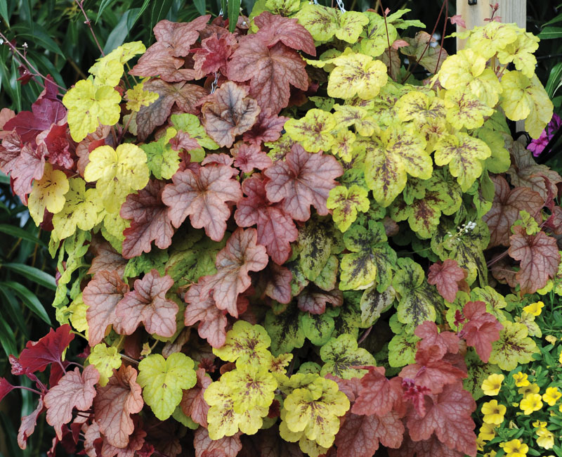 Heucherella 'Trailing Trio' from £19.99