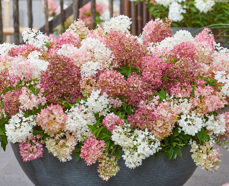 Hydrangea 'Groundbreaker Blush' from £16.99