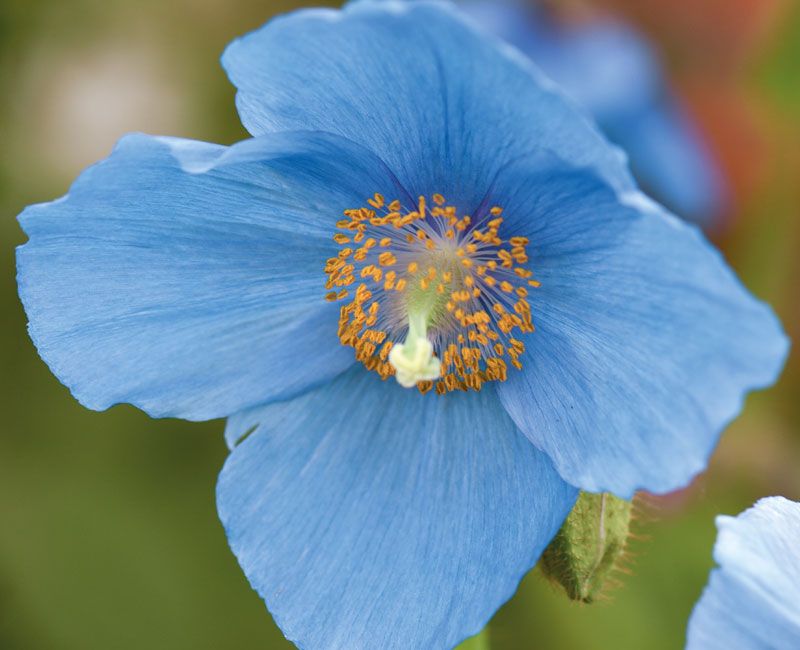Meconopsis 'Lingholm' from £14.99