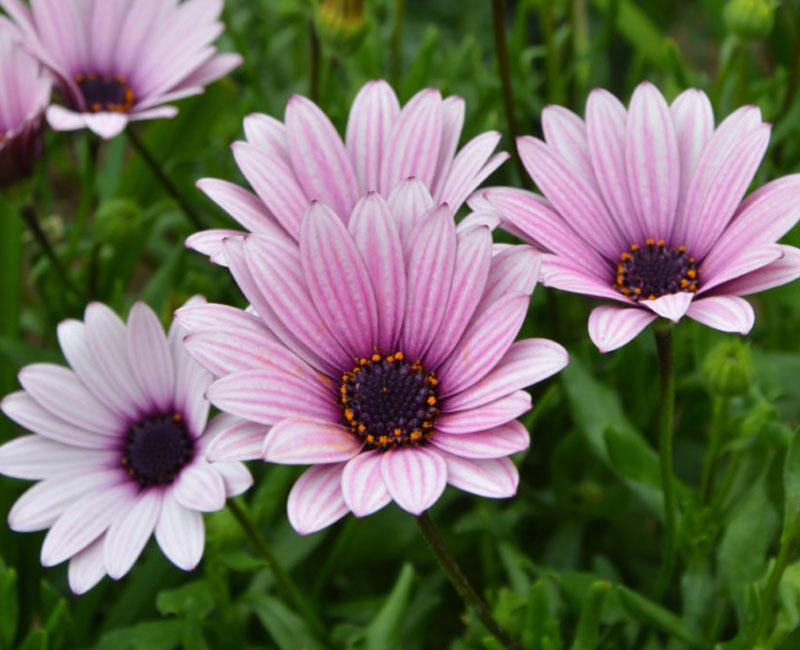 Osteospermum 'Sennen Sunrise' ONLY £14.99