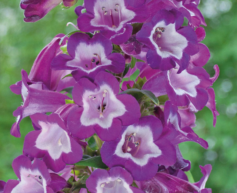 Penstemon 'Pensham Trio' from £9.99