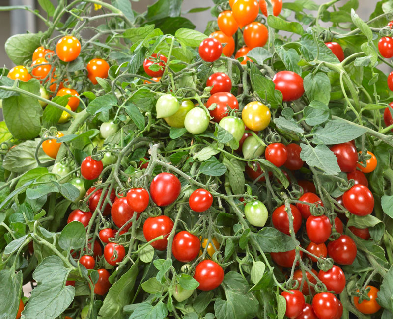 Tomato 'Double Love' from £9.99
