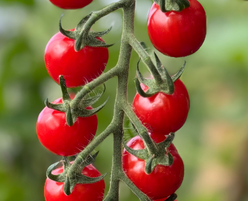 Tomato 'Meltaway' from £7.99