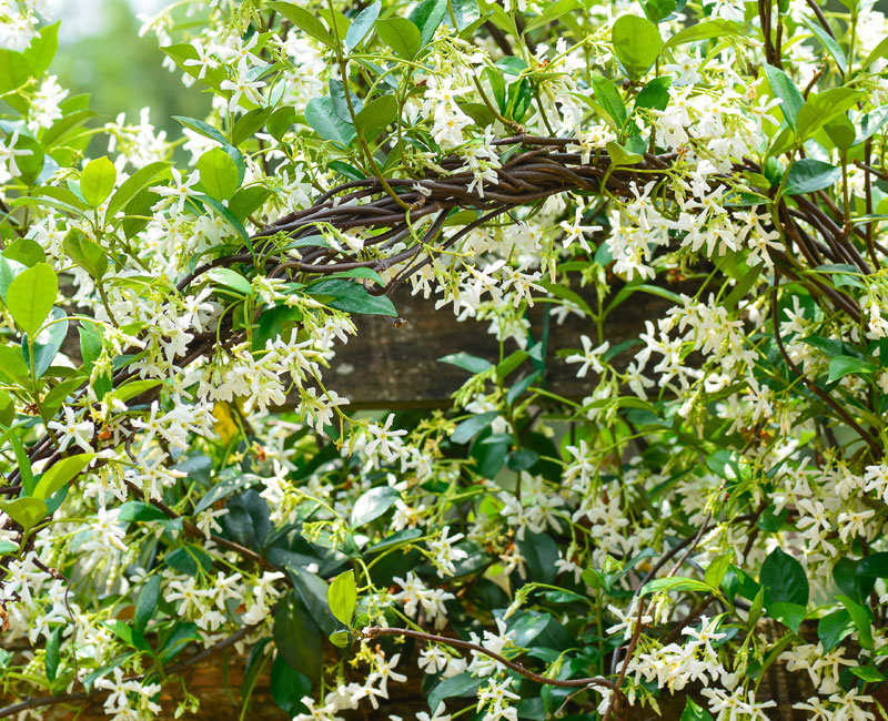 Trachelospermum jasminoides from £12.99
