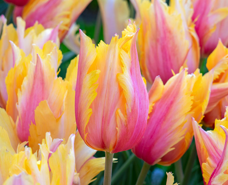 Tulip 'Flaming Memory' from £15.99