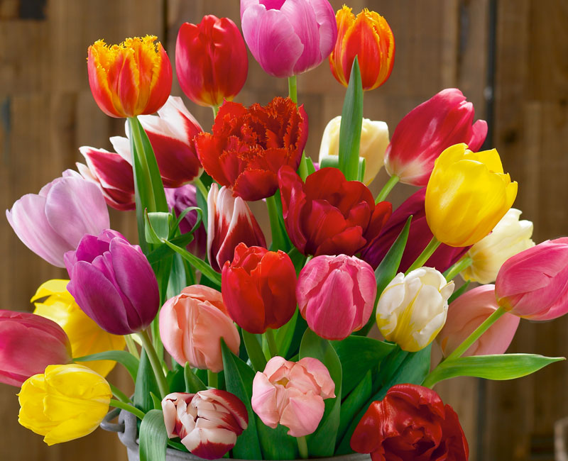 Tulip 'Triumph Mixed' from £9.99