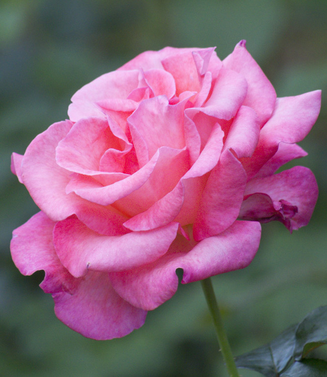 Rose 'Breeder's Choice Pink'