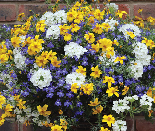 Pre-Planted Hanging Baskets