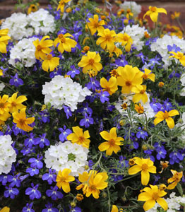 Sherbet Lemon</br>2 x 35cm baskets NOW £50