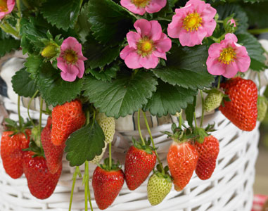 Strawberry 'Gasana'