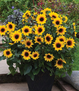 Sunflower SunBelievable™ 'Brown Eyed Girl'</br>FROM £13.99