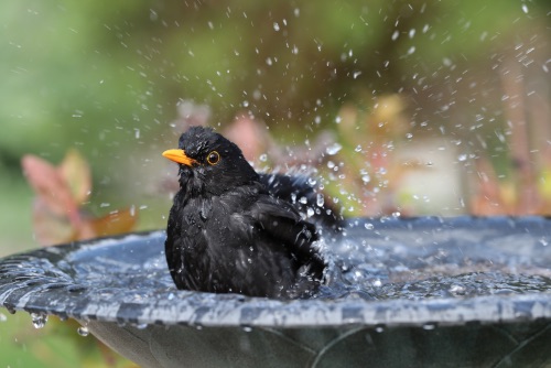 Bird Hygiene