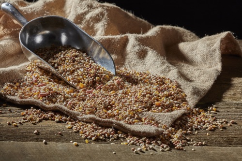 Bird Feed