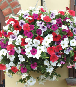 25cm baskets <br> NOW 2 for £29.99!