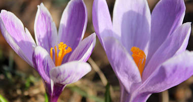 Top 10 Autumn and Winter-Flowering Bulbs