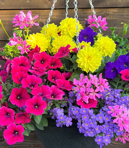 Tutti Frutti</br>2 x 35cm baskets NOW £39.99