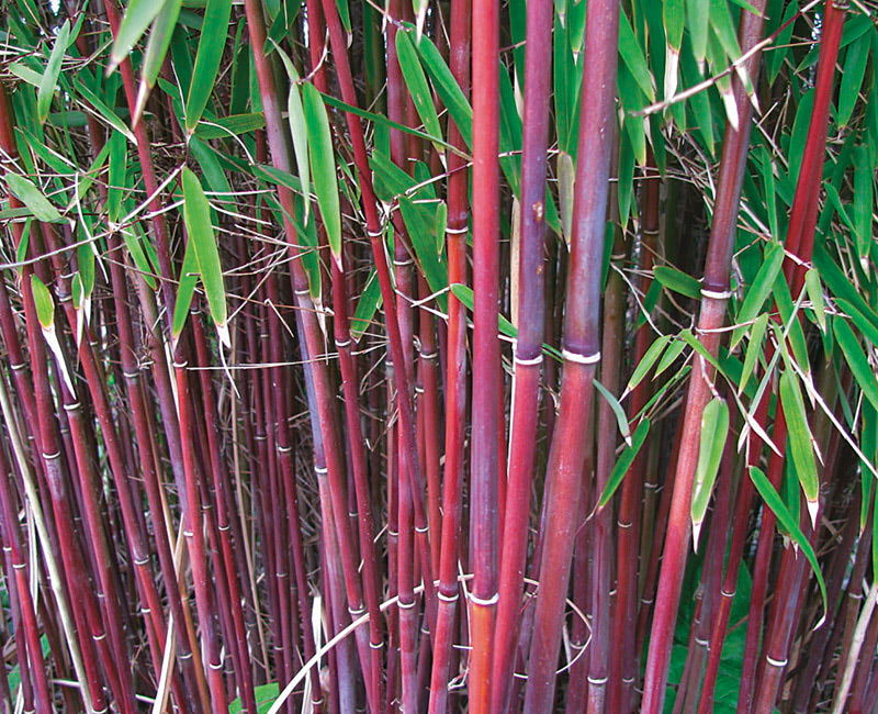 Umbrella Bamboo 'Asian Wonder'