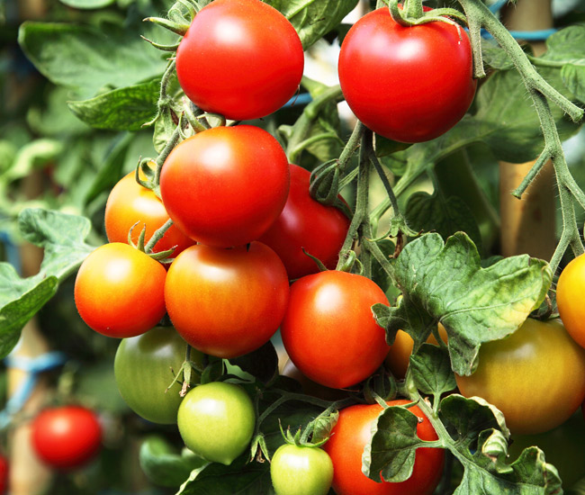 Vegetable Plants