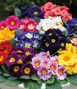 Winter Bedding Super Saver Collection