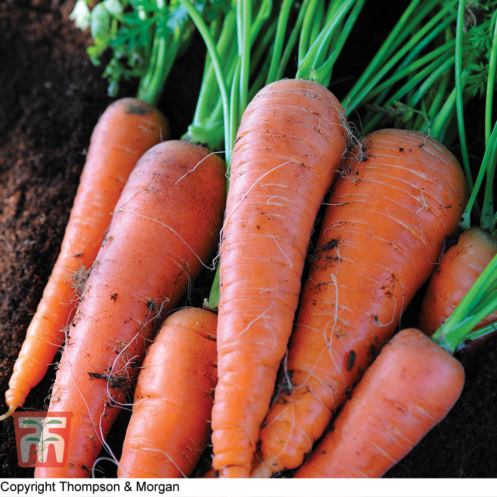 Carrot 'Autumn King 2' - Seeds