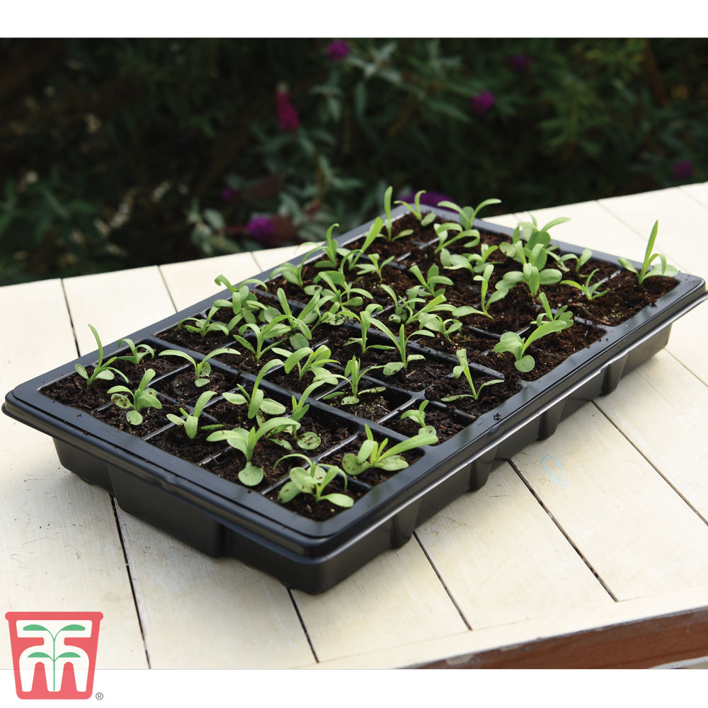 Professional Shuttle Trays for Growing On Plants Pack of 5 Trays 