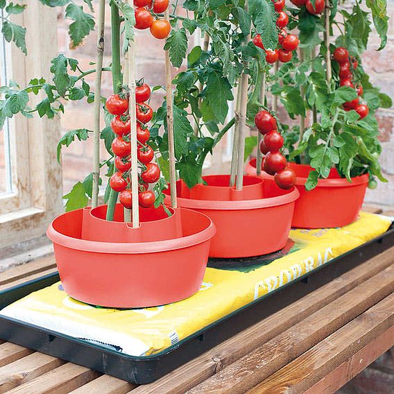 PLANT HALO HALOS GARDEN PATIO TOMATOES BEANS WATERING SUPPORT POT GROW PLASTIC 