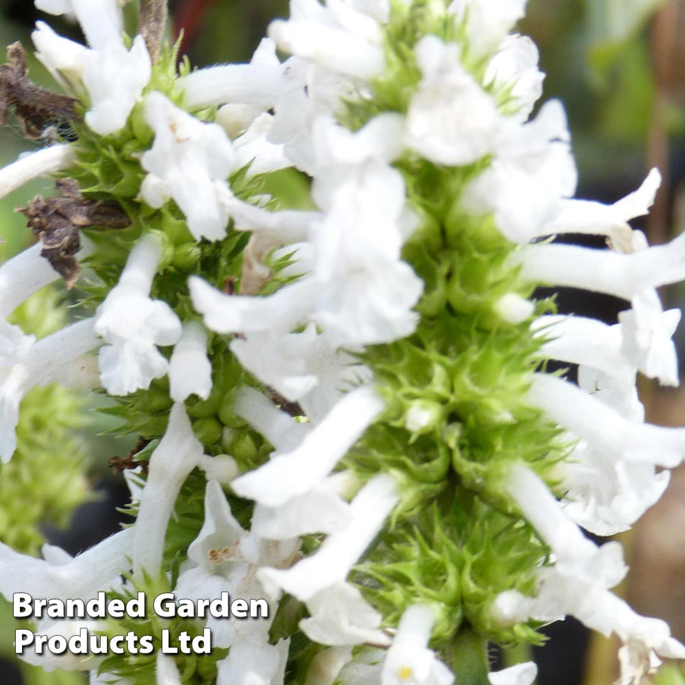 Stachys officinalis 'Wisley White' from Thompson and Morgan