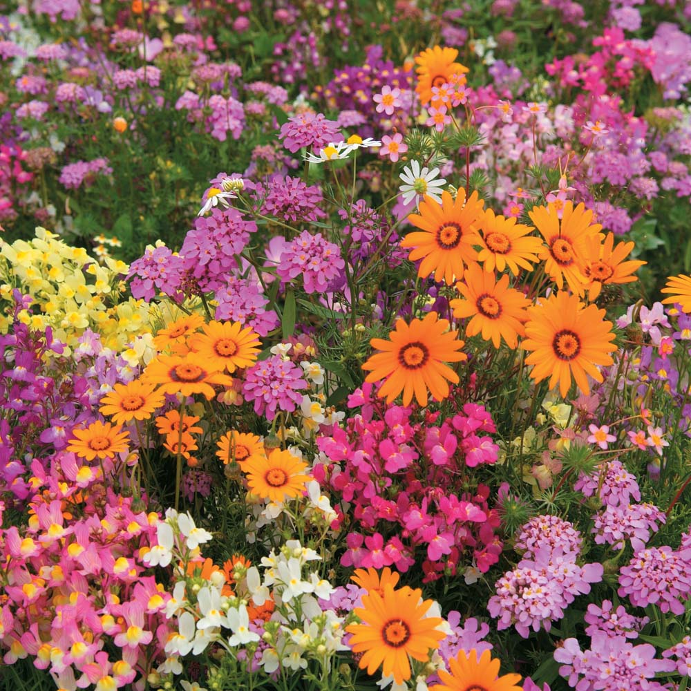 Easy Annuals 'Fairy Mixed' - Seeds