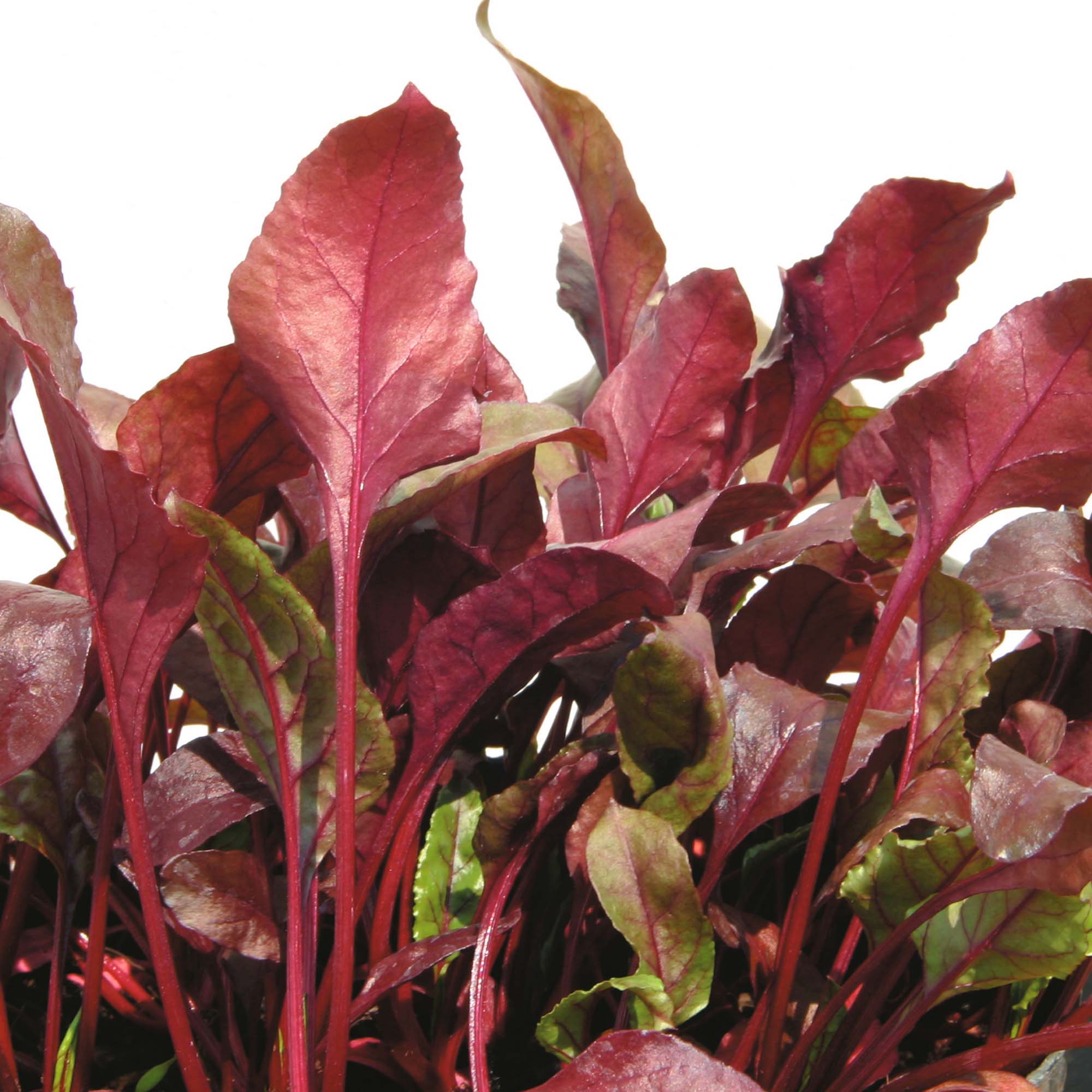 Image of Beet 'Bull's Blood' (Salad Leaves)