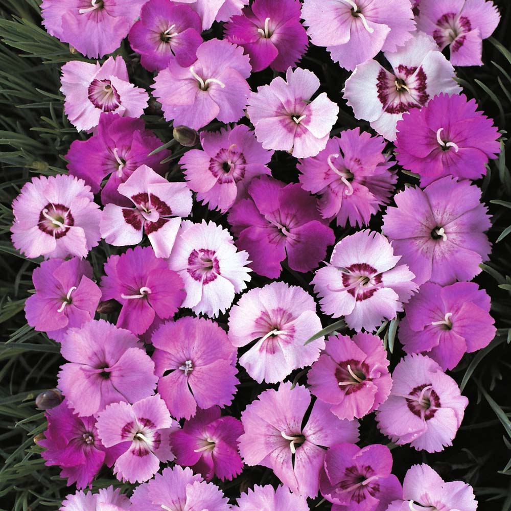 Dianthus plumarius 'Ipswich Pinks Mixed' - Seeds
