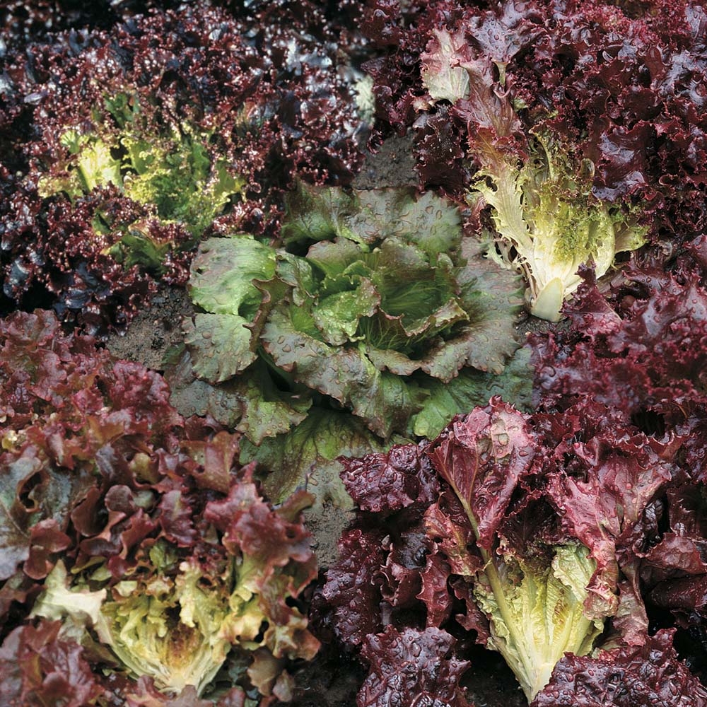 Image of Lettuce 'Colour Shades Mixed' (Loose-Leaf) - Seeds