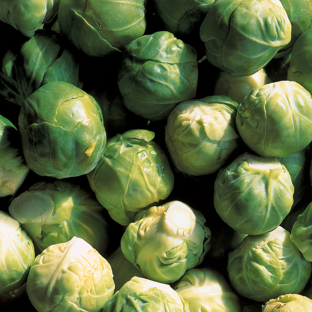 Image of Brussels Sprout 'Crispus' F1 Hybrid
