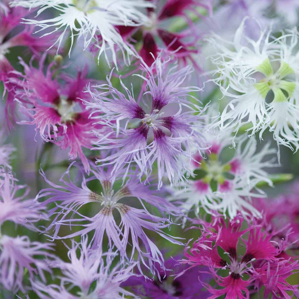 Dianthus 'Rainbow Loveliness Improved Mixed' - Seeds