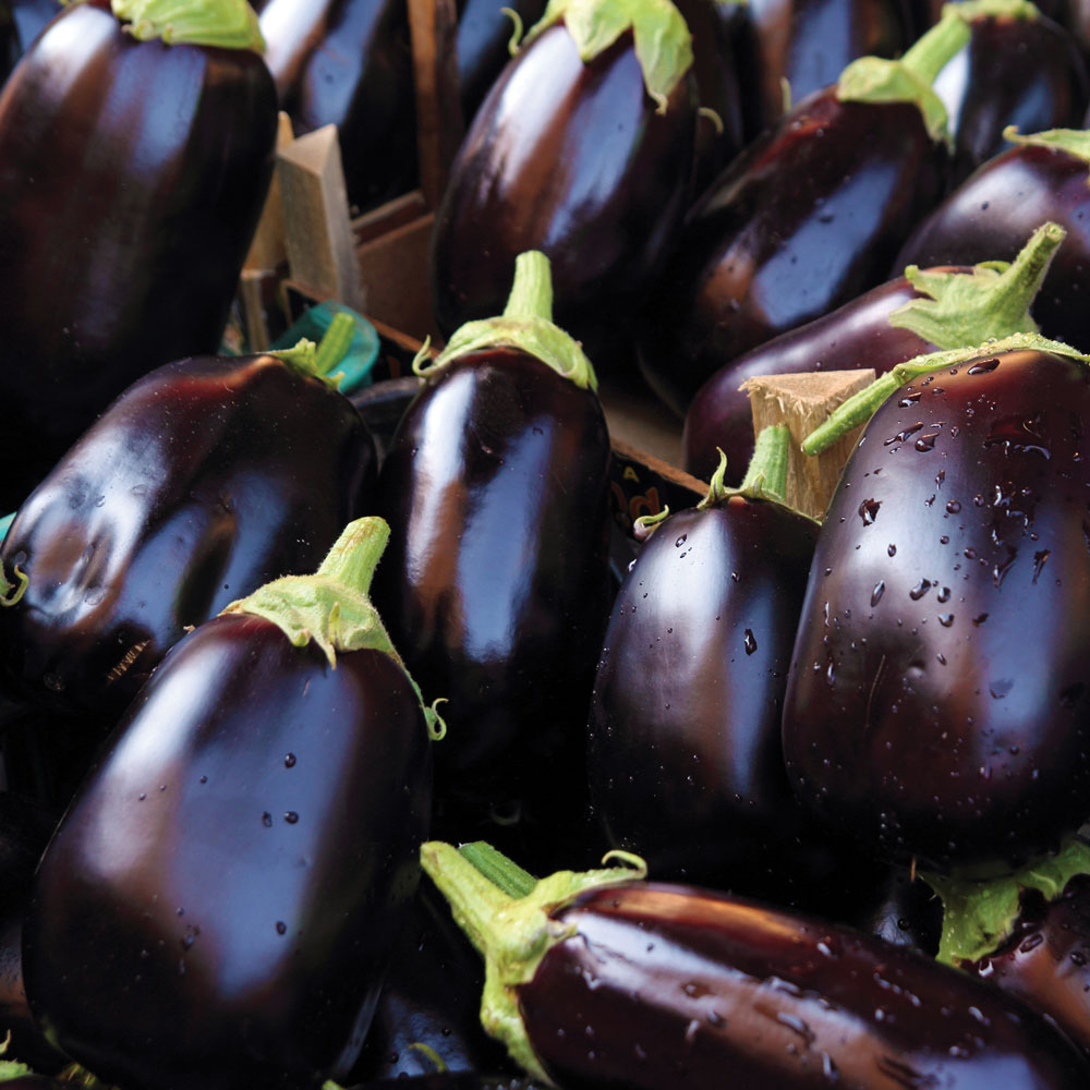 Image of Aubergine 'Bonica' F1 Hybrid