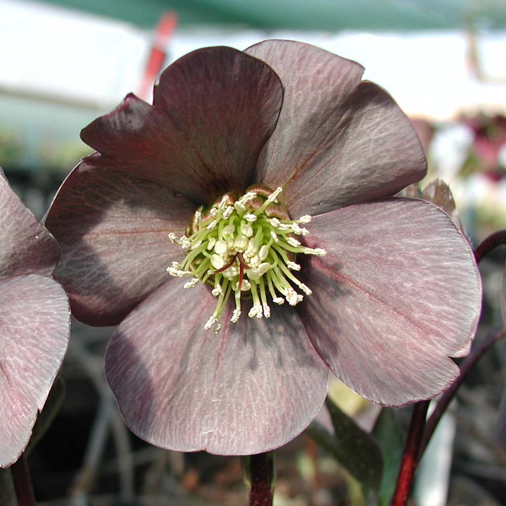 Hellebore x hybridus 'Single Slate'