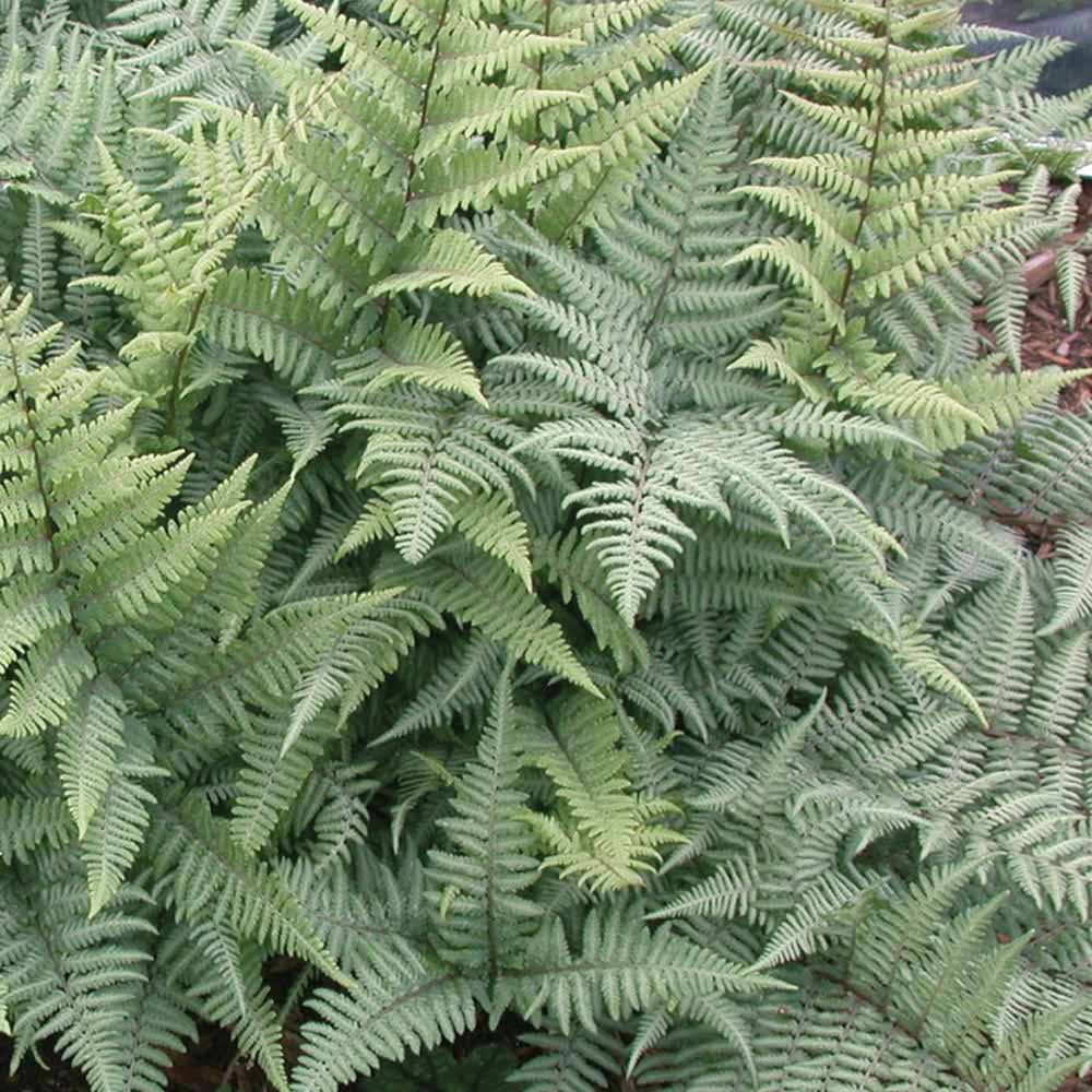 Fern 'Ghost'