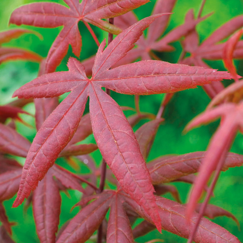 Acer palmatum 'Starfish' from Thompson and Morgan