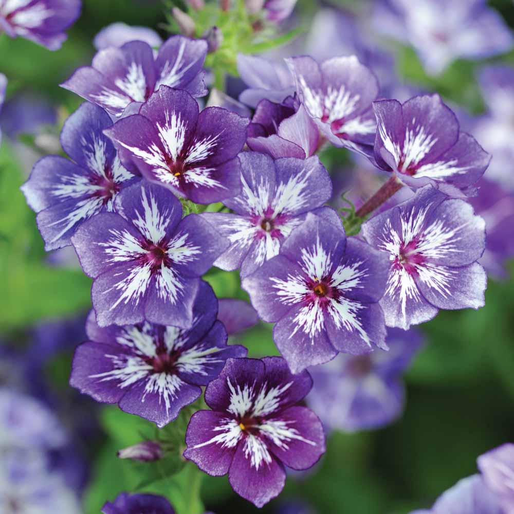 Phlox 'Creme Brulee' .