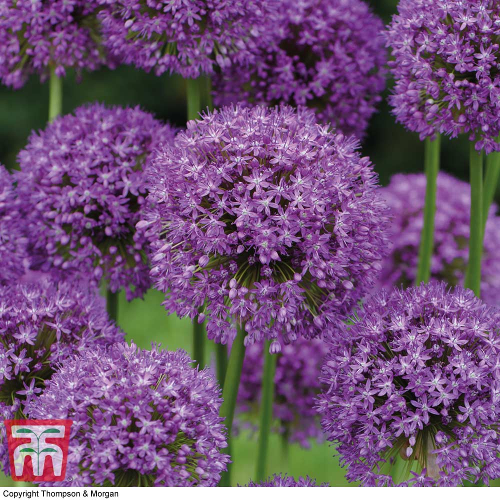 Allium 'Purple Sensation'   Thompson & Morgan