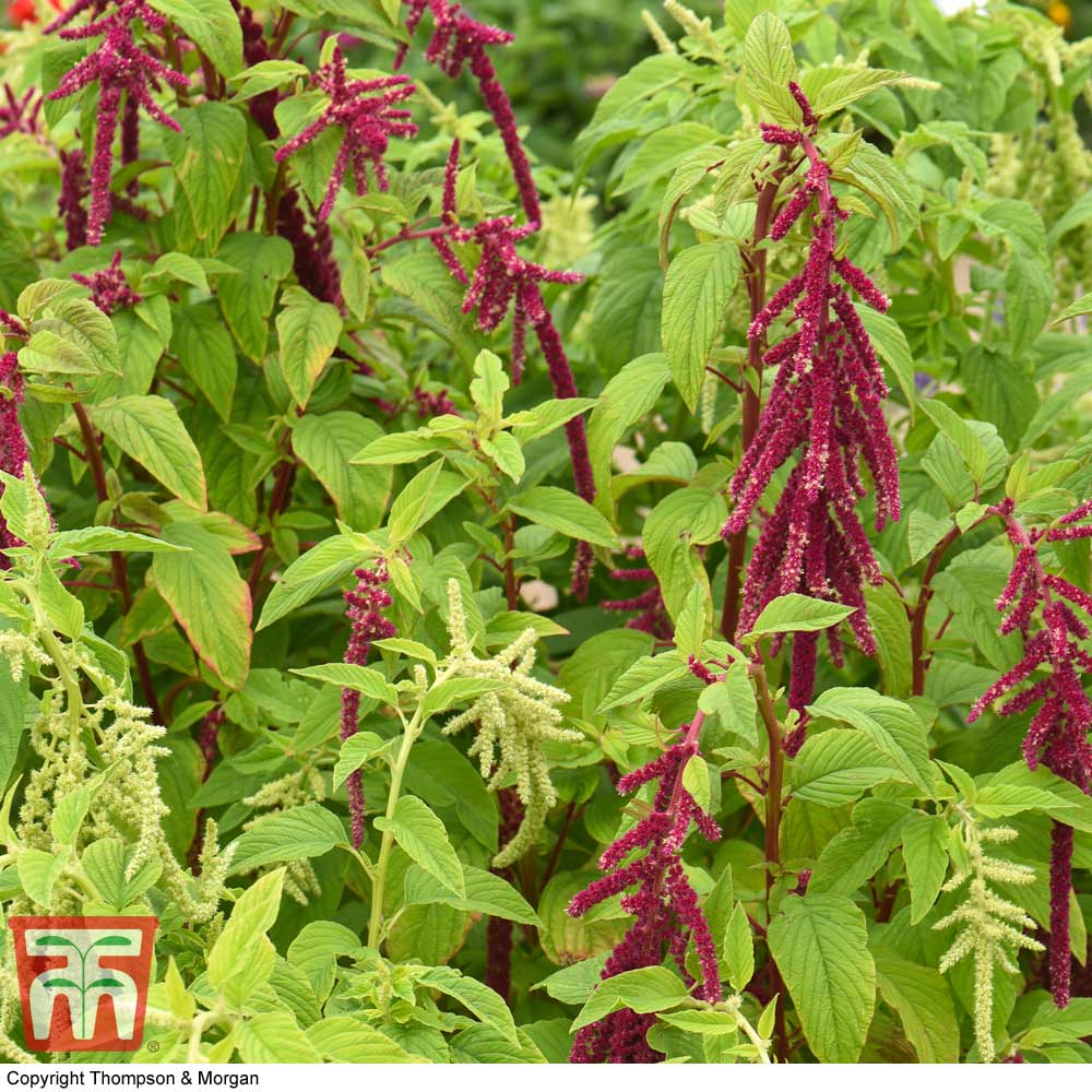 Red Easy! Green Amaranthus PONY TAILS Mixed seeds FULL SUN Heat lover 100 